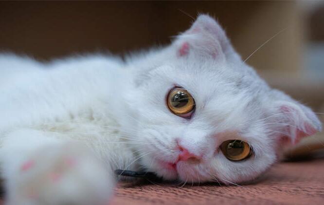 猫瞳孔一大一小怎么回事啊