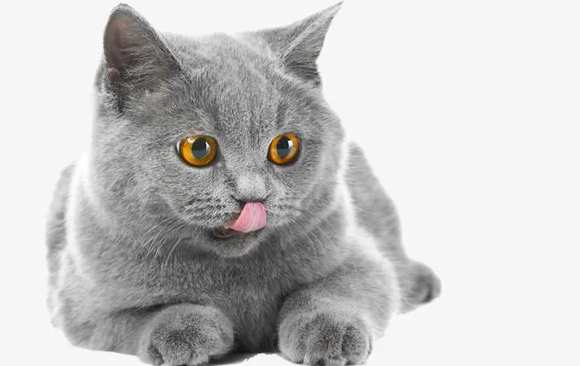 灰色猫咪是什么品种,快来get一下~ 灰色猫咪是什么品种,快来get一下~