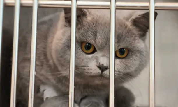 猫咪需要笼子吗 猫咪需要笼子吗