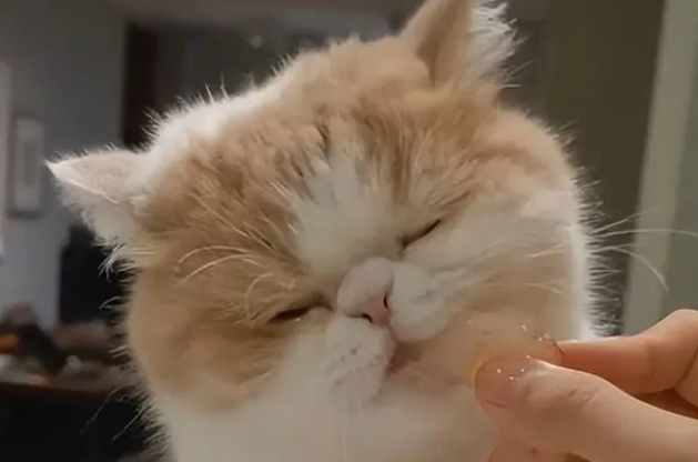 猫能吃芝麻吗