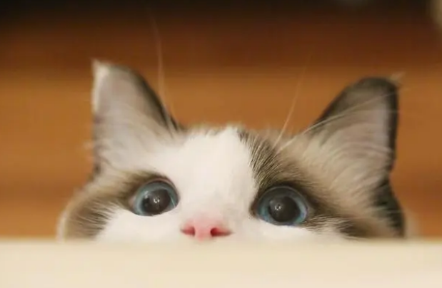 猫咪单纯的拉稀其他都正常能自愈吗
