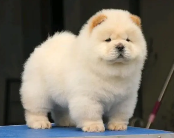 小型松狮犬价格-宠物网