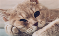 夏天给猫洗澡自然风干可以吗