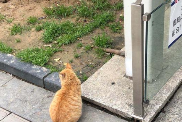 流浪橘猫,联合附近超市,对路人进行碰瓷,这也太聪明了吧 流浪橘猫,联合附近超市,对路人进行碰瓷,这也太聪明了吧