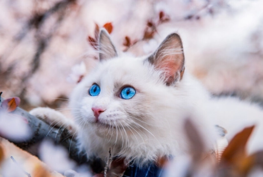 养布偶猫的禁忌 养布偶猫的禁忌