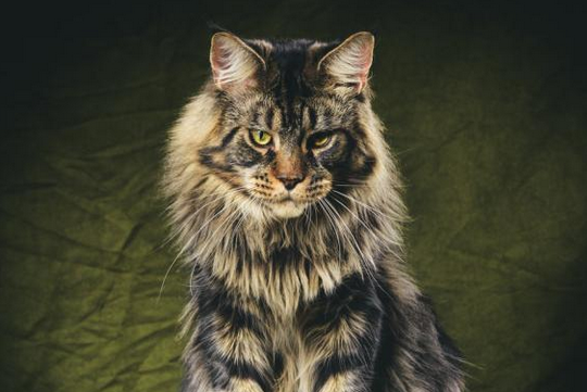 猫掉毛秃了不是猫癣怎么办 猫掉毛秃了不是猫癣怎么办