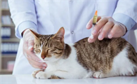 猫咪得了猫鼻支怎么办啊