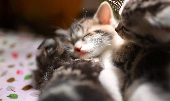 小猫十几天眼睛糊住了