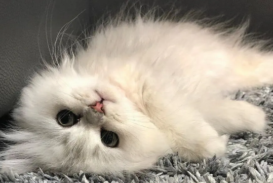 怎么清除家里的猫毛?一文告知你! 怎么清除家里的猫毛?一文告知你!