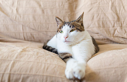 猫咪眼睛流脓