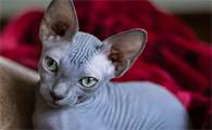 这篇文章，带你了解顿斯科伊猫和斯芬克斯的区别~