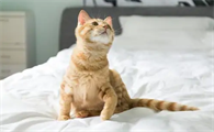 母猫拉肚子吃什么药效果好