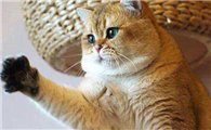 新生小猫几天大便一次算正常