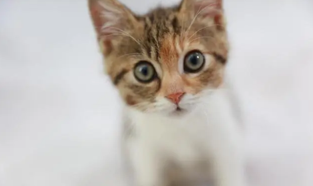猫砂盆有蛆对猫有影响吗 猫砂盆有蛆对猫有影响吗