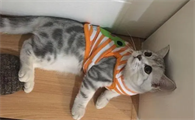 小猫能吹空调吗