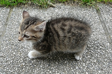 猫绝育后还有生理反应正常吗
