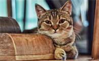猫咪可以上高铁吗