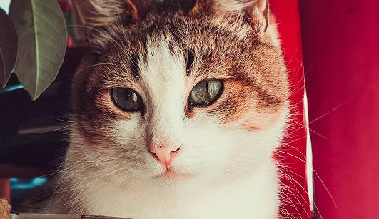 三色猫为什么是幸运猫?原来是这样 三色猫为什么是幸运猫?原来是这样