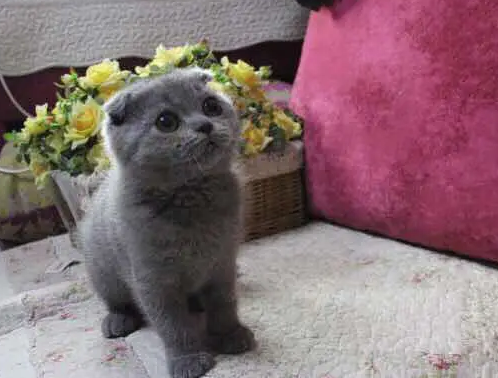 英短蓝猫尾巴一环一环的是正常的吗? 英短蓝猫尾巴一环一环的是正常的吗?