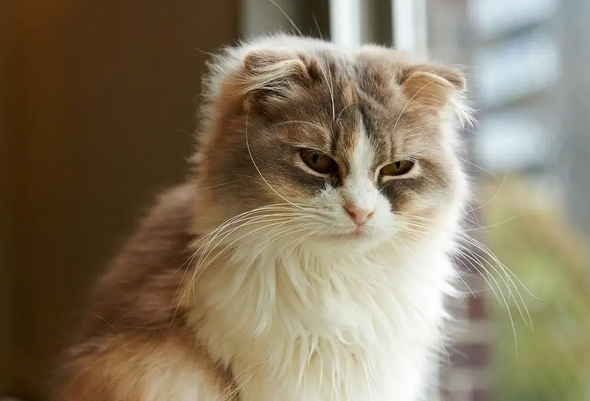 猫肾衰后期症状是什么