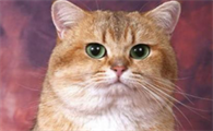猫咪上嘴唇一侧肿了怎么办