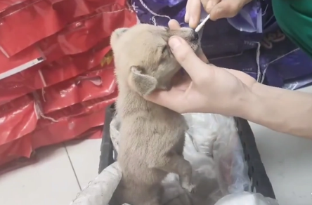 犬瘟、细小加冠状,仅两个月的流浪小奶狗被救助后,默默流着眼泪 犬瘟、细小加冠状,仅两个月的流浪小奶狗被救助后,默默流着眼泪