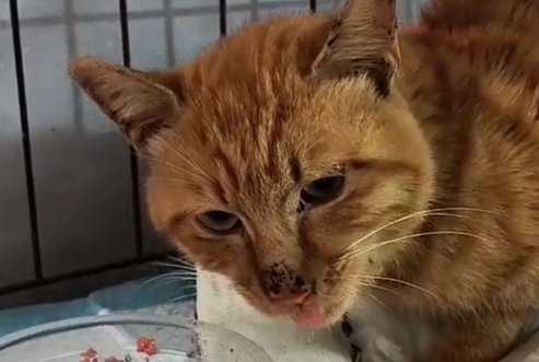 被烧断腿，伤口已经开始生蛆的流浪猫，它依然温柔对待靠近它的人