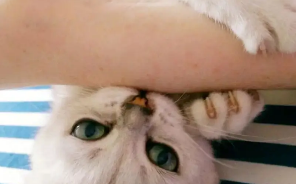 猫咪为什么会突然咬主人一口?它可能在表达这几种意思 猫咪为什么会突然咬主人一口?它可能在表达这几种意思
