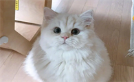 猫夏天掉毛厉害,正常吗?