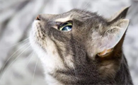 猫咪鼻子突然黑了一块怎么回事