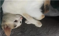 猫癣也会传人?来看看怎么解决