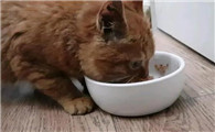 猫咪主食罐头多久吃一次