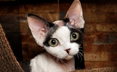 德文卷毛猫的优缺点