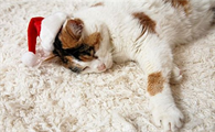 猫身上会有蜱虫吗?