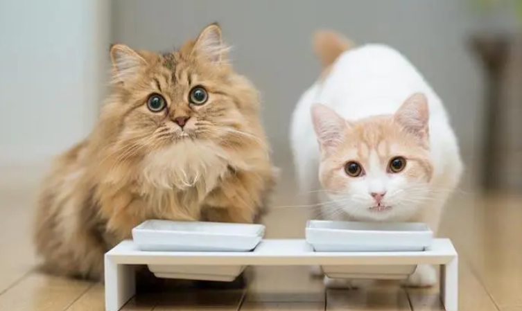 托运猫咪要多少钱 托运猫咪要多少钱