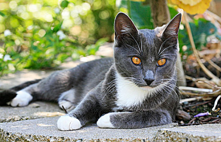 猫得猫瘟会吐吗
