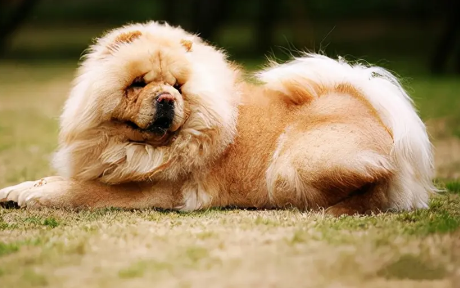 松狮犬有什么颜色？感兴趣的小伙伴可以来看看！