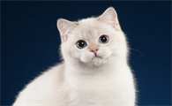 猫身上的跳蚤到人身上怎么办