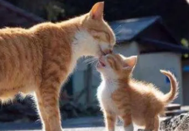 猫咪生了两只不生了但是肚子里还有怎么办