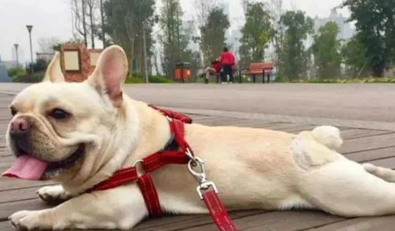狗狗身上长蜱虫了怎么办?