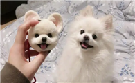 博美犬不吃不喝没精神怎么办呢