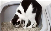 去除猫尿骚味的小妙招有哪些?学会so easy!