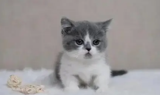 小猫生下来几天睁眼正常 小猫生下来几天睁眼正常