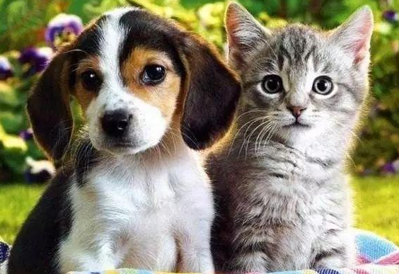 猫狗跳蚤用什么药好