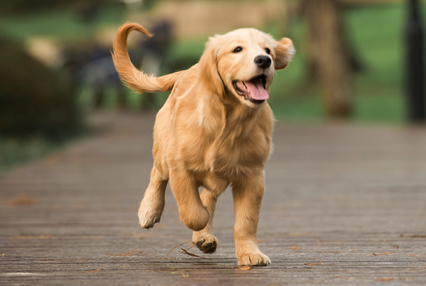 金毛犬身上有跳蚤用什么药 金毛犬身上有跳蚤用什么药