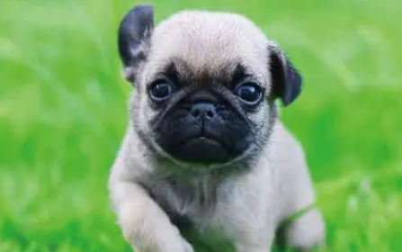 狗能吃白巧克力吗 狗能吃白巧克力吗