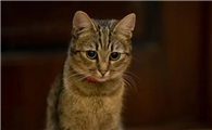猫拉肚子会自愈吗精神也不好