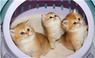 2个月大的小猫一天睡几个小时