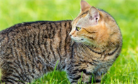 小猫长虱子怎么办