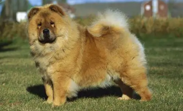 松狮犬黑色价格